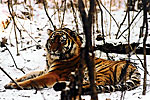 Les tigres d'Oussouri