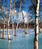 Bois de bouleau  au Kamtchatka
