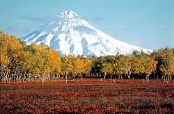 Volcan et fort d'automne au Kamtchatka