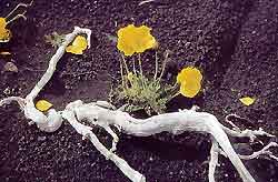 "Fleurs de lave" au Kamtchatka