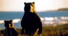 Ours et son petit sur le rivage.