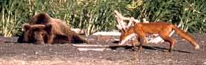 Ours et renard