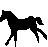 Randonnée équestre