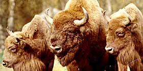 Réveillonnons avec les bisons!