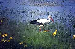 Cigogne au bord de l'eau. Voyage en Pologne avec Taïga-Toundra
