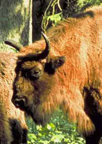 Bisons dans la forêt de Bialowieza. Voyage en Pologne avec Taïga-Toundra